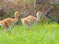 A1B9108c  Sandhill Crane (Grus canadensis) - adult with 2.5 week-old chicks